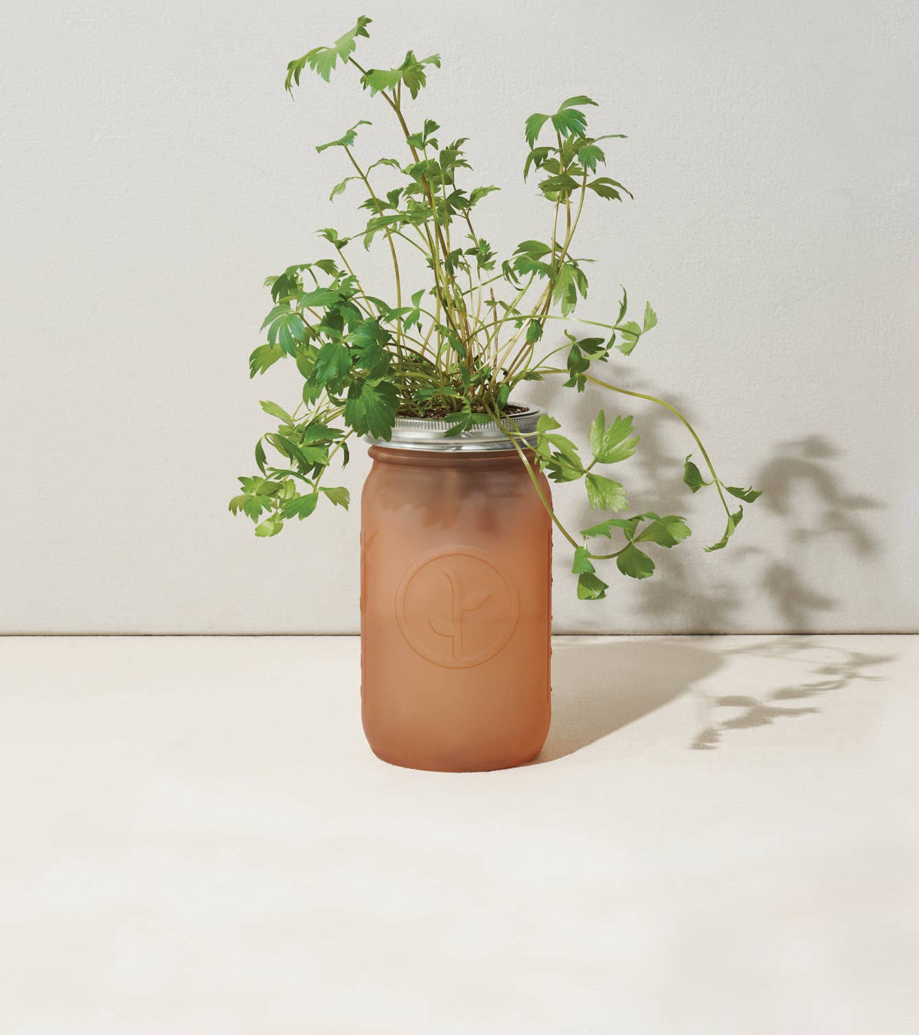 Garden Jar - Parsley