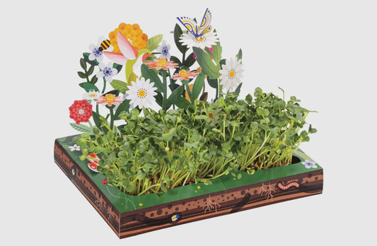 * PRE ORDER * Microgreens - Pollinator Habitat