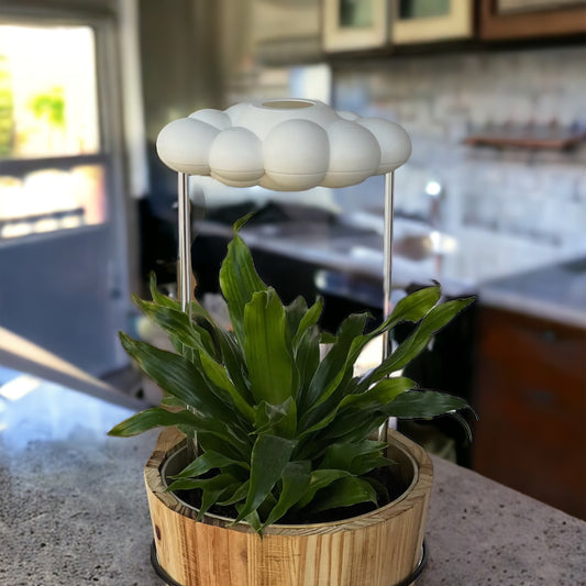 * PRE ORDER * The Self-Watering Rain Cloud